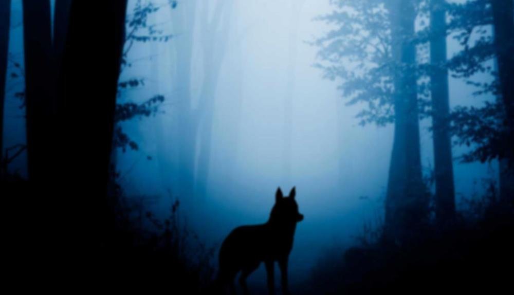 Game Background for 1 Reel Wolf Fang by Spinomenal