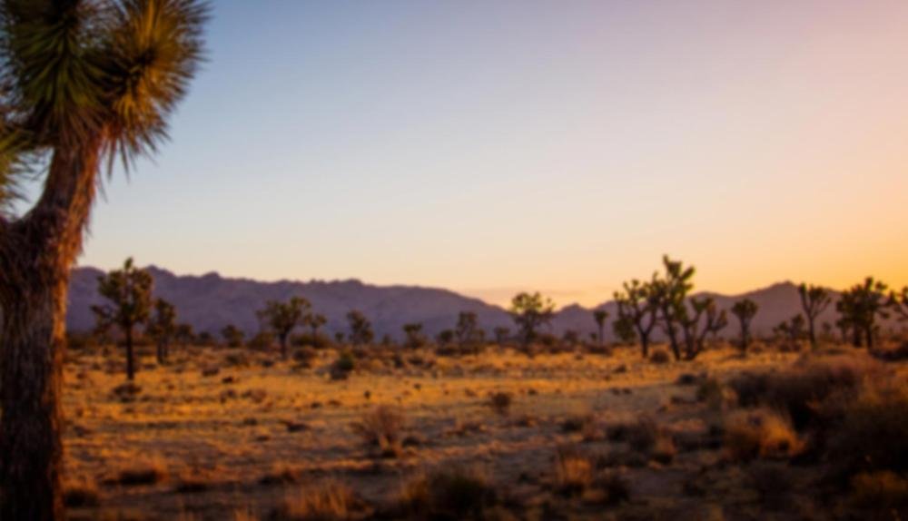 Game Background for Wolf Fang - The Wilderness by Spinomenal